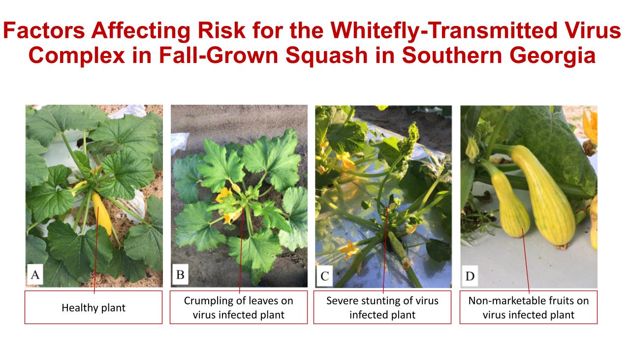 Whitefly transmitted virus
